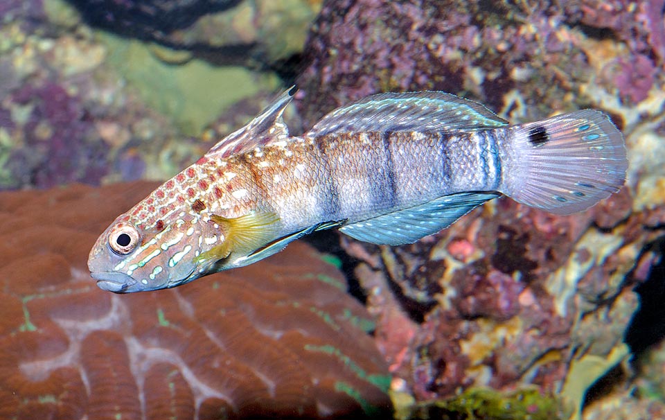 Amblygobius phalaena, Gobiidae, Gobio de listas marrones