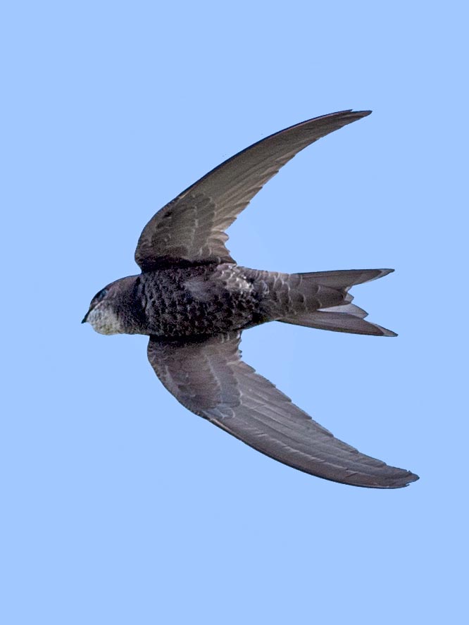 Apus apus, Common swifts, Apodidae