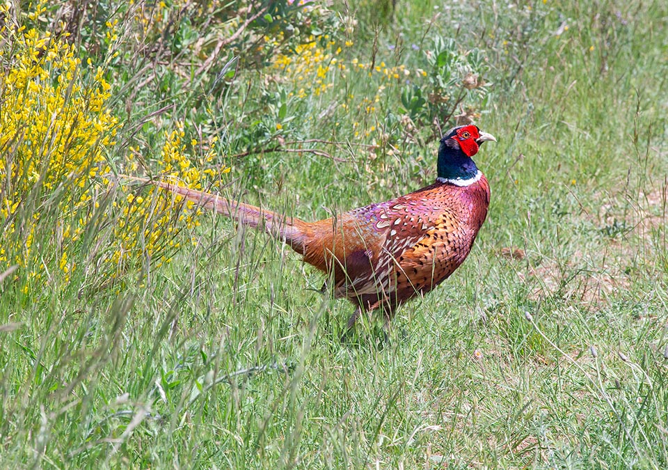 Phasianus colchicus, Phasianidae, Common pheasant