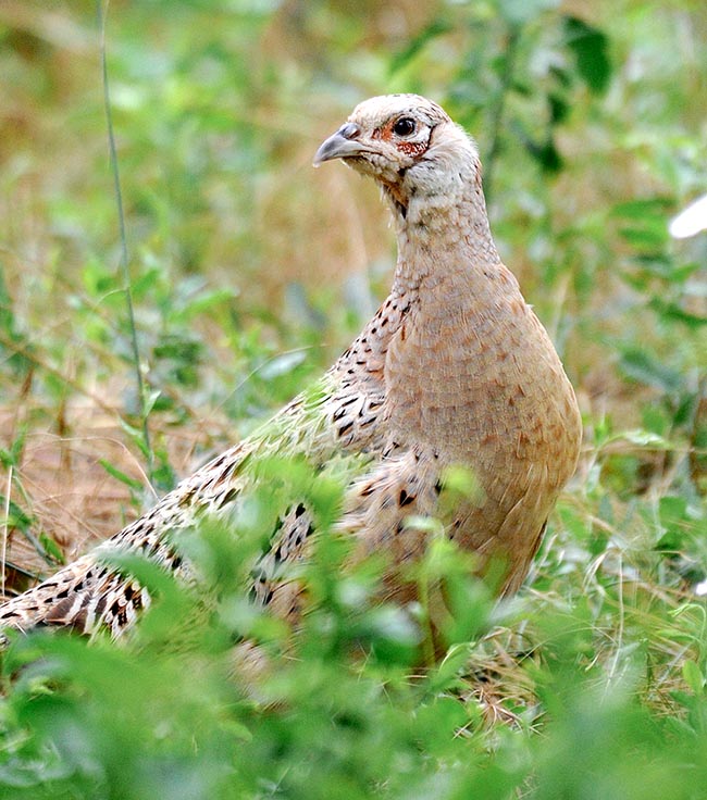 Phasianus colchicus, Phasianidae, Common pheasant