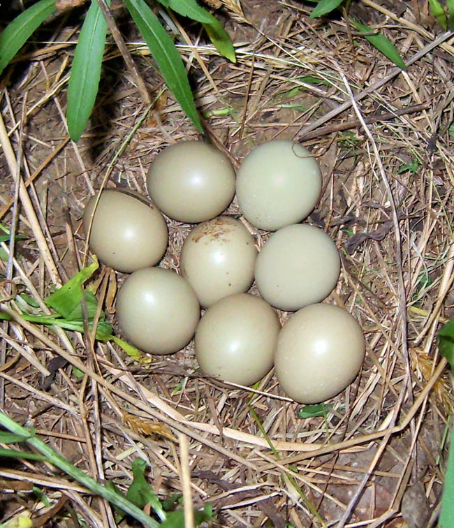 Phasianus colchicus, Phasianidae, Common pheasant