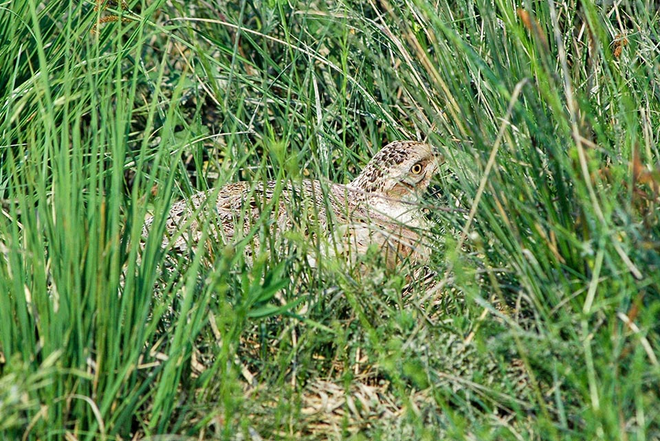 Phasianus colchicus, Phasianidae, Common pheasant