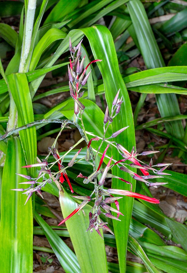 Pitcairnia pulverulenta, Bromeliaceae