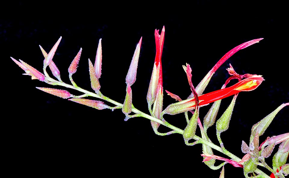 Pitcairnia pulverulenta, Bromeliaceae