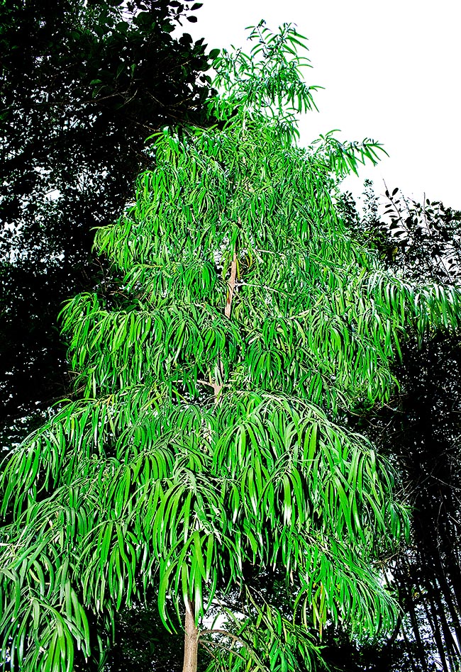 Podocarpus grayae, Podocarpaceae, brown pine, northern brown, northern brown pine, weeping brown pine