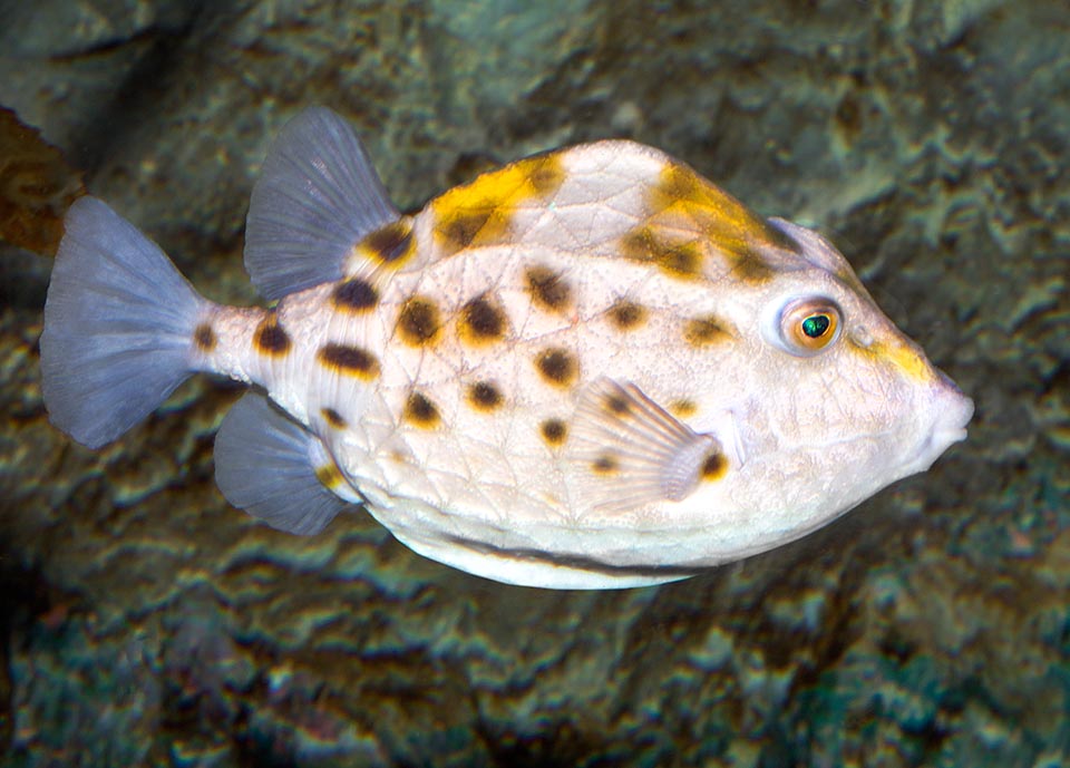 Femelle d'Anoplocapros inermis. Ce poisson-coffre des eaux profondes vit le long des côtes de l'Afrique du Sud et en Océanie.