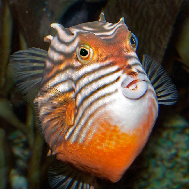 Aracana aurita, Aracanidae, Shaw's cowfish, Striped cowfish