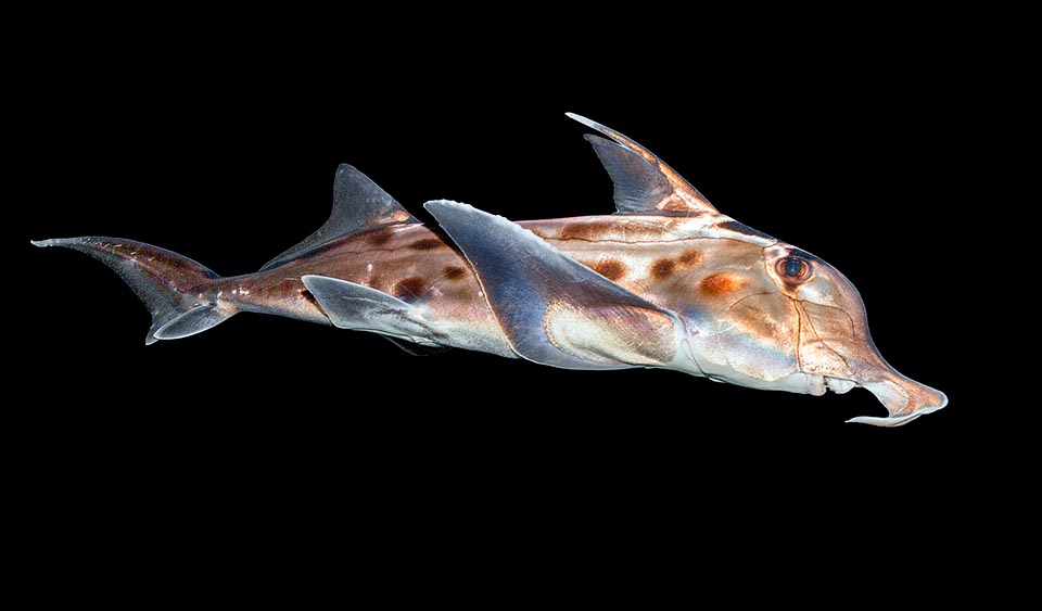 Les chimères sont des poissons cartilagineux méconnus, fossiles vivants du Paléozoïque. Cette Chimère éléphant (Callorhinchus milii) peut descendre jusqu'à 600 m.