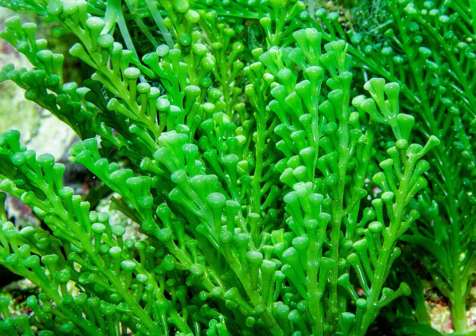 Caulerpa racemosa, Caulerpaceae, Caulerpe raisin