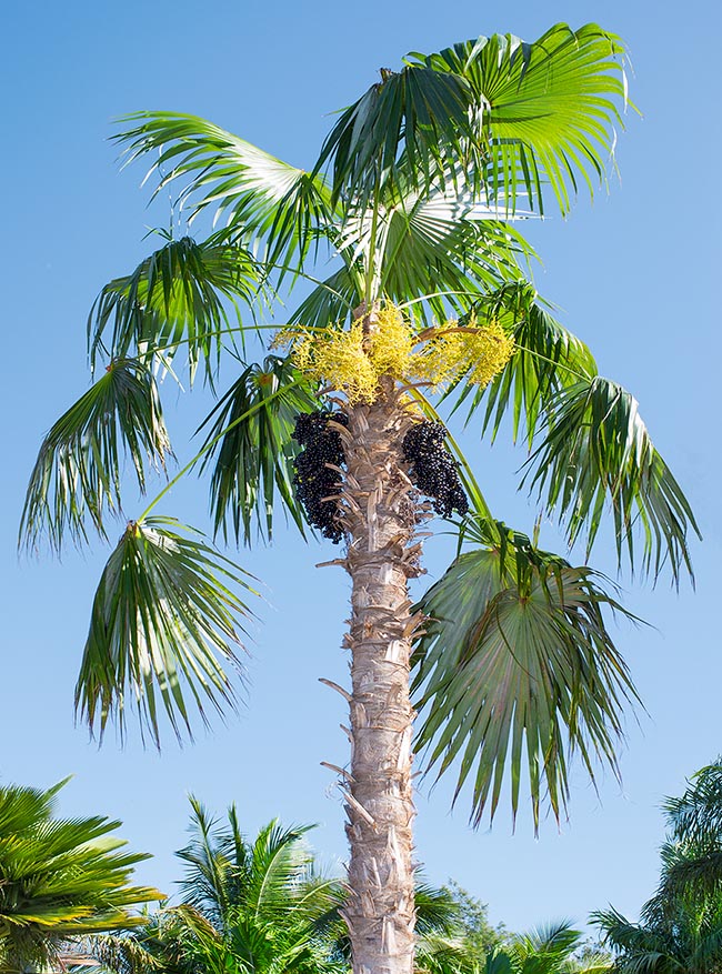 Coccothrinax barbadensis, Arecaceae