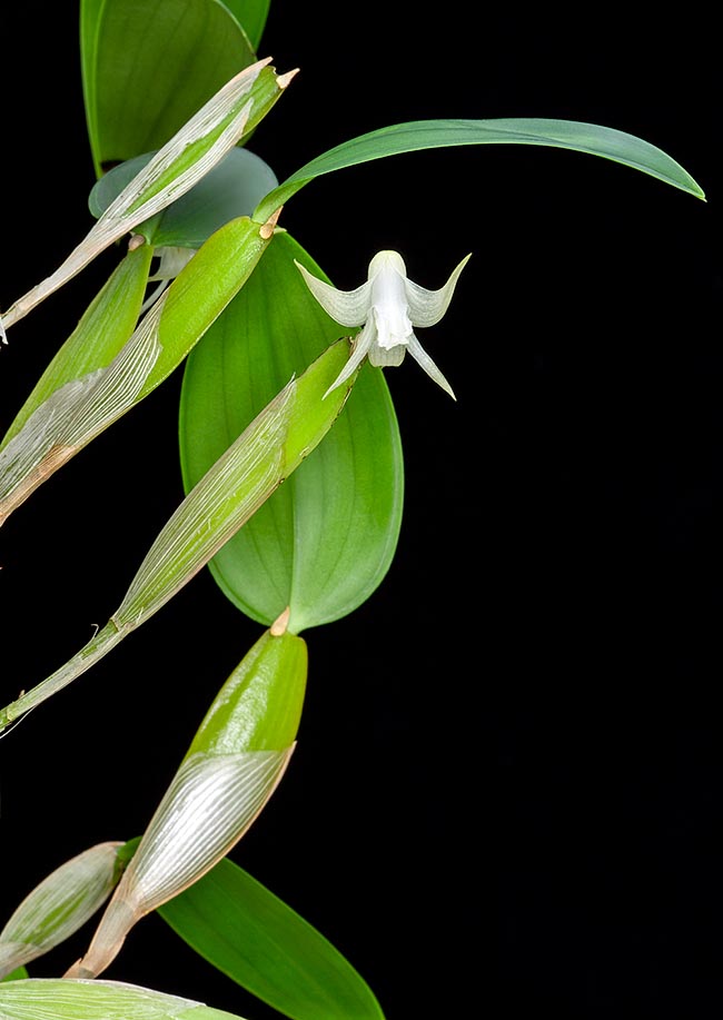 Dendrobium lonchigerum, Orchidaceae