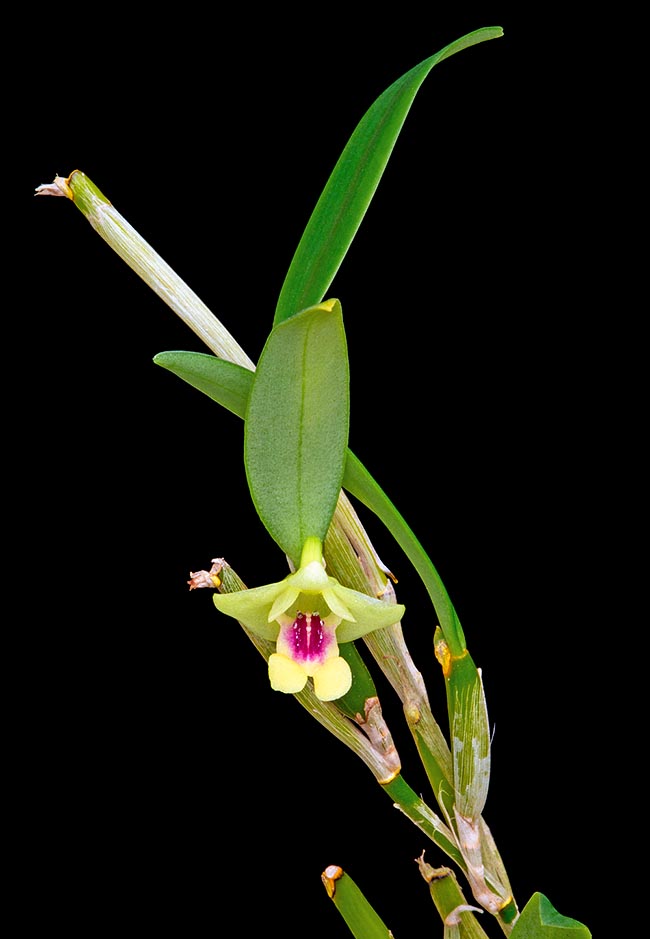 Dendrobium ritaeanum, Orchidaceae