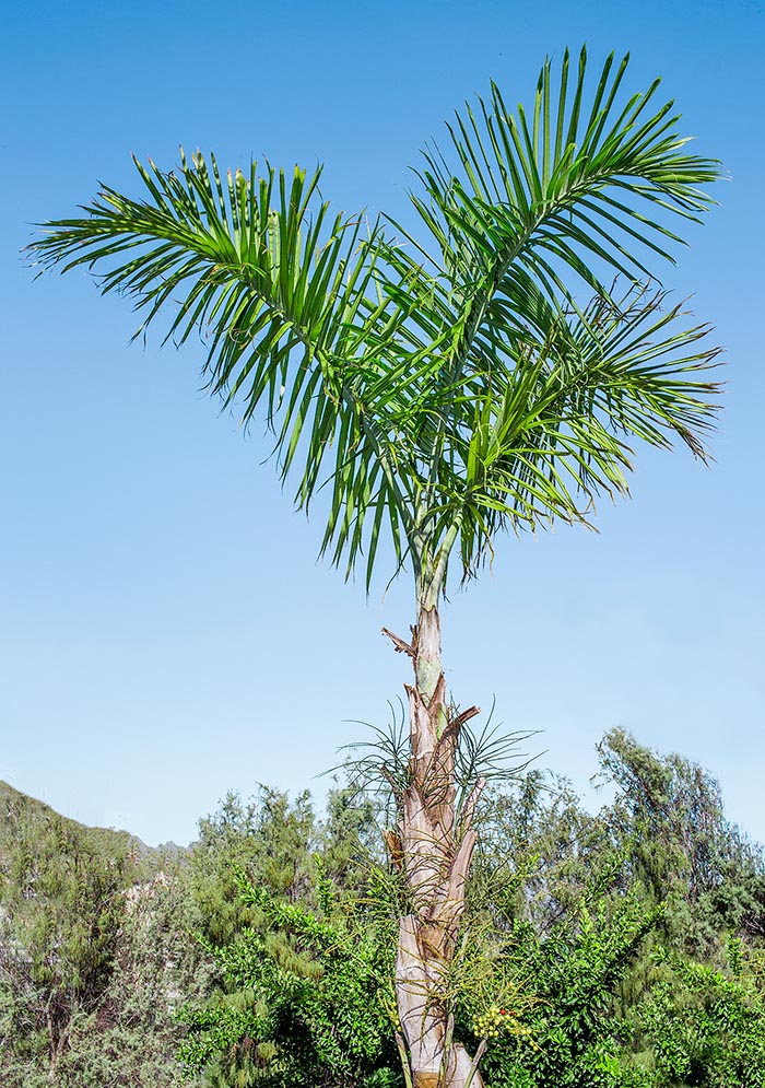 Gaussia maya, Arecaceae