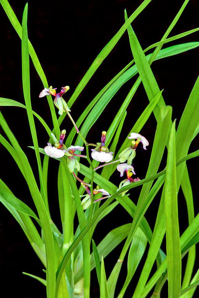 Gomesa radicans, Orchidaceae 