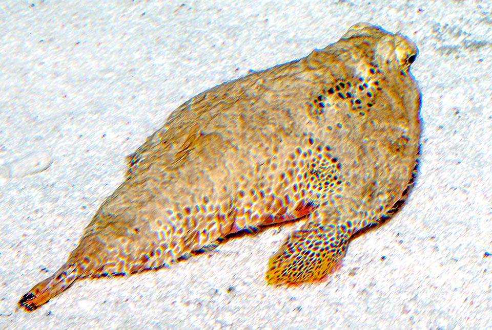 Ogcocephalus radiatus, Ogcocephalidae, Lophiiformes, Polka-dot batfish