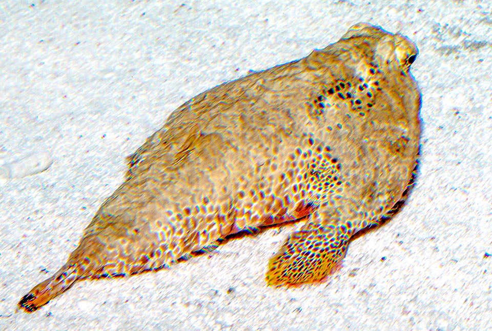 Ogcocephalus radiatus, Ogcocephalidae, Lophiiformes, Poisson chauve-souris à pois