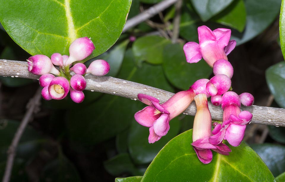 Schlegelia parasitica, Schlegeliaceae