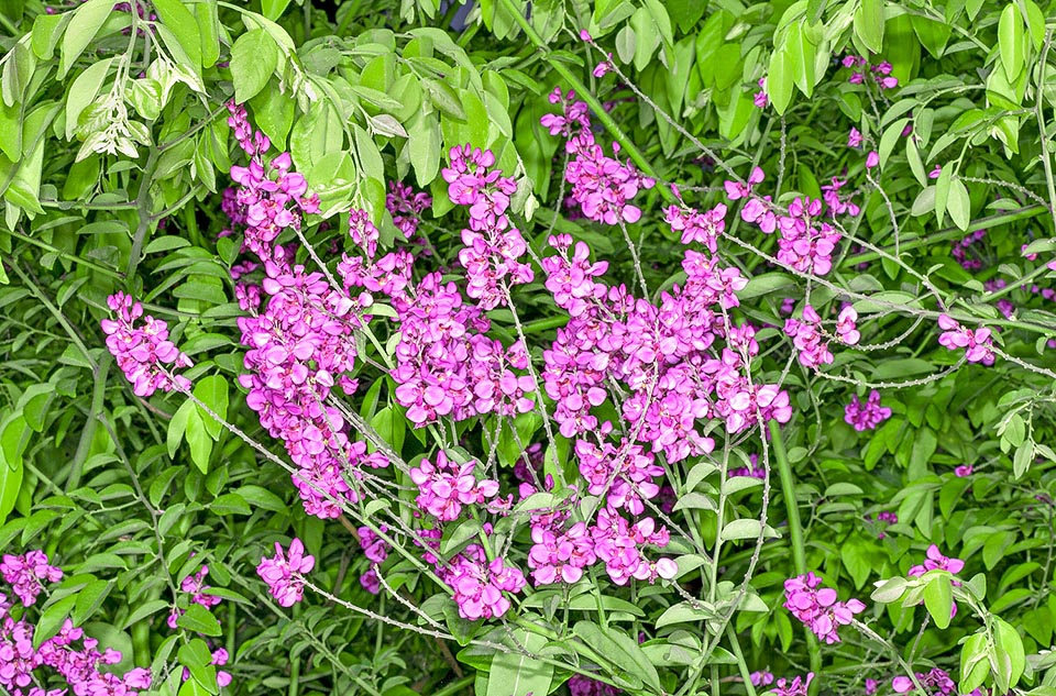 Securidaca diversifolia, Polygalaceae