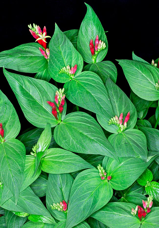 Spigelia marilandica, Loganiaceae