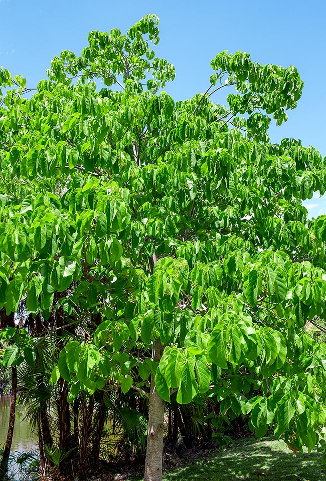 Sterculia ceramica, Malvaceae