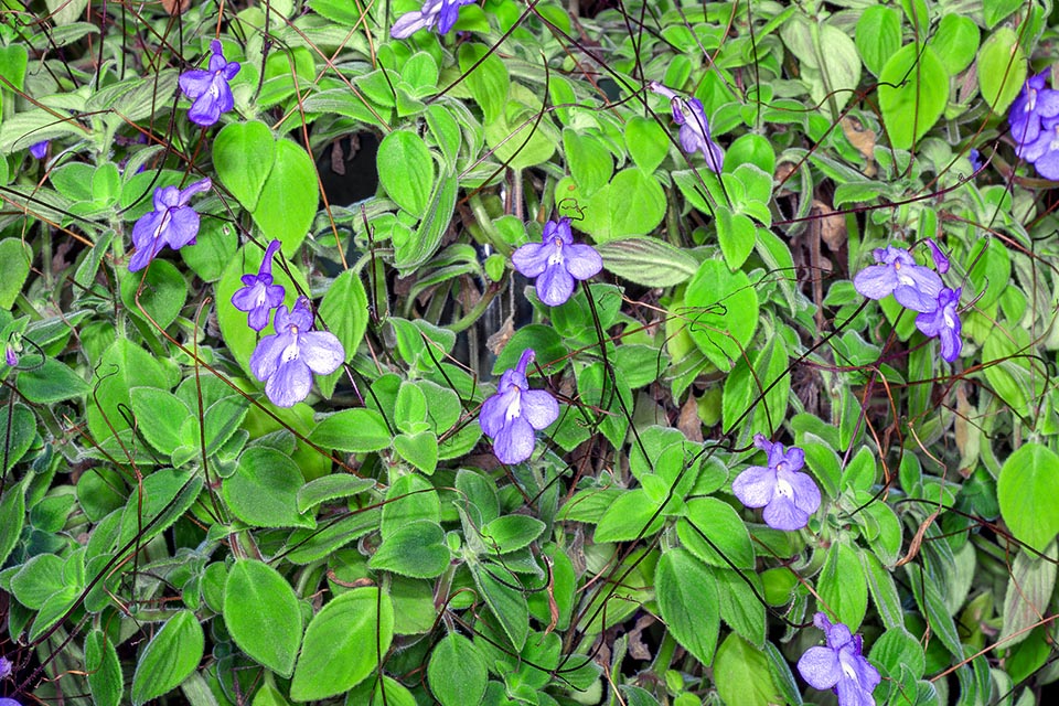 Streptocarpus saxorum, GesneriaceaeCape primrose, false African violet