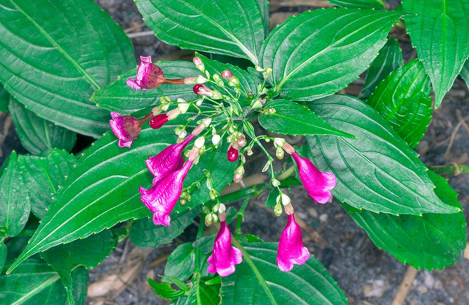 Strobilanthes cusia, Acanthaceae, Assam indigo, Chinese rain bell, room