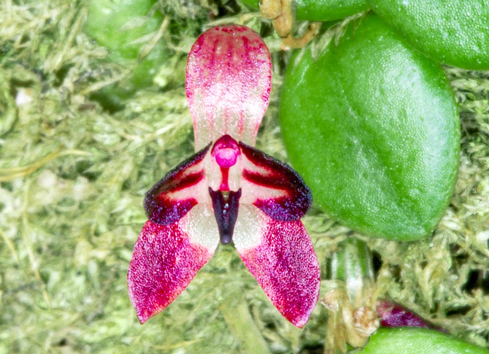 Anathallis nanifolia, Orchidaceae