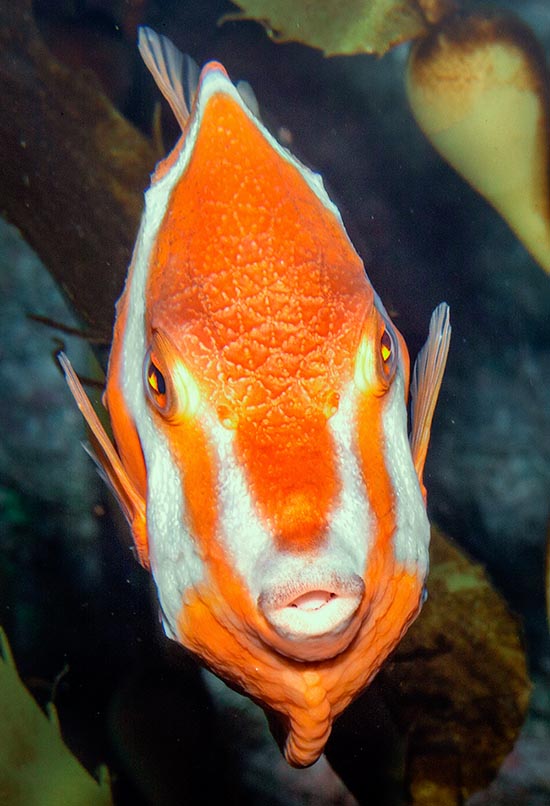 De frente, además de los cuernos espinosos que protegen los ojos, notamos, inmediatamente después, una depresión en el perfil, típica de la especie, y el vistoso casco ventral. La piel está impregnada de un poderoso veneno 