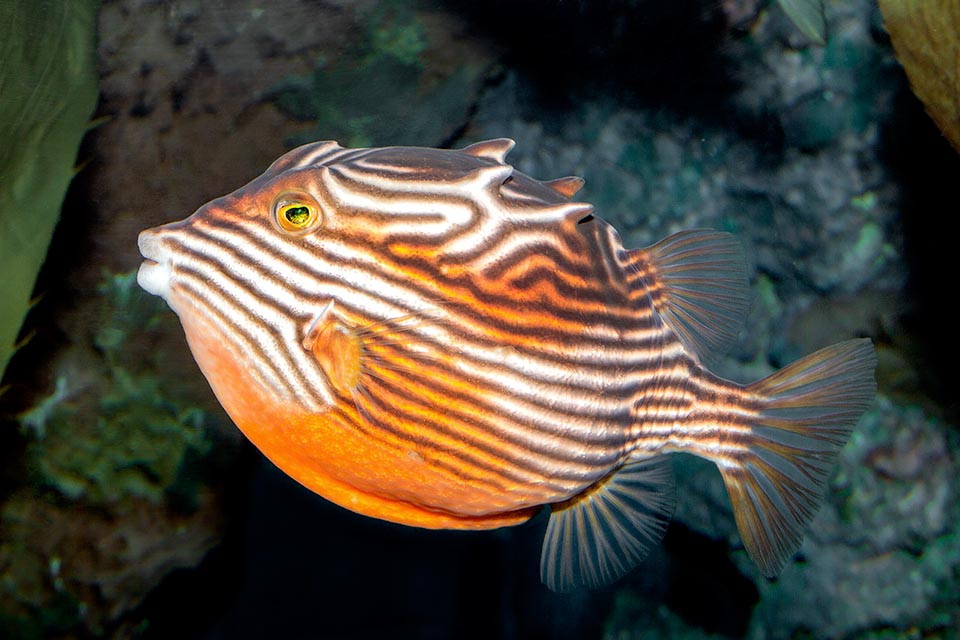 Aracana aurita, Aracanidae, Shaw's cowfish, Striped cowfish