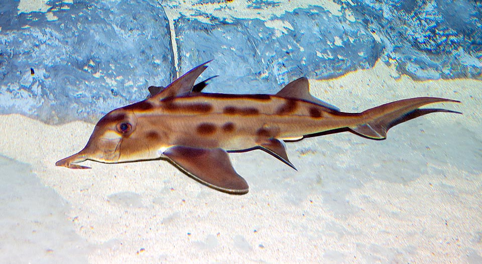 This Chondrichthyes lives on the continental shelf between South Australia and New Zealand feeding mainly on crustaceans and bivalves it finds plowing the seabeds with its sickle-shaped snout.