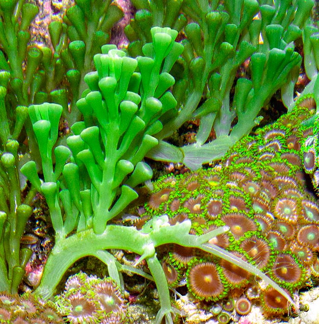 Caulerpa racemosa, Caulerpaceae, Sea Grapes