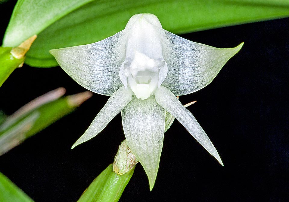 Dendrobium lonchigerum, Orchidaceae