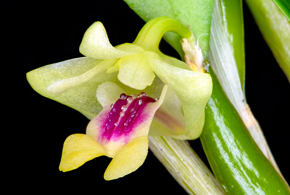 Dendrobium ritaeanum, Orchidaceae