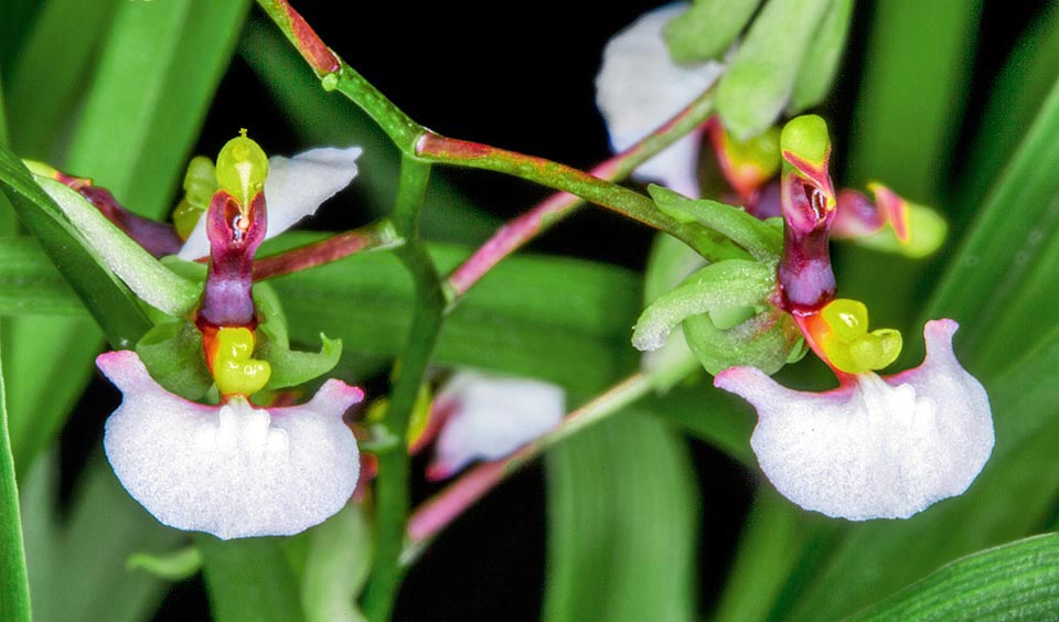 Gomesa radicans, Orchidaceae 