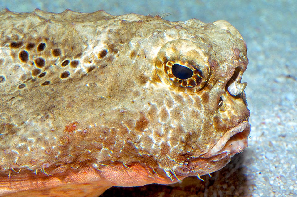 Ogcocephalus radiatus, Ogcocephalidae, Lophiiformes, Poisson chauve-souris à pois