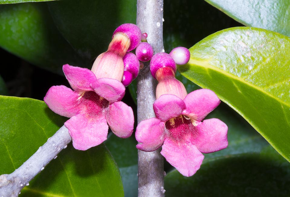 Schlegelia parasitica, Schlegeliaceae