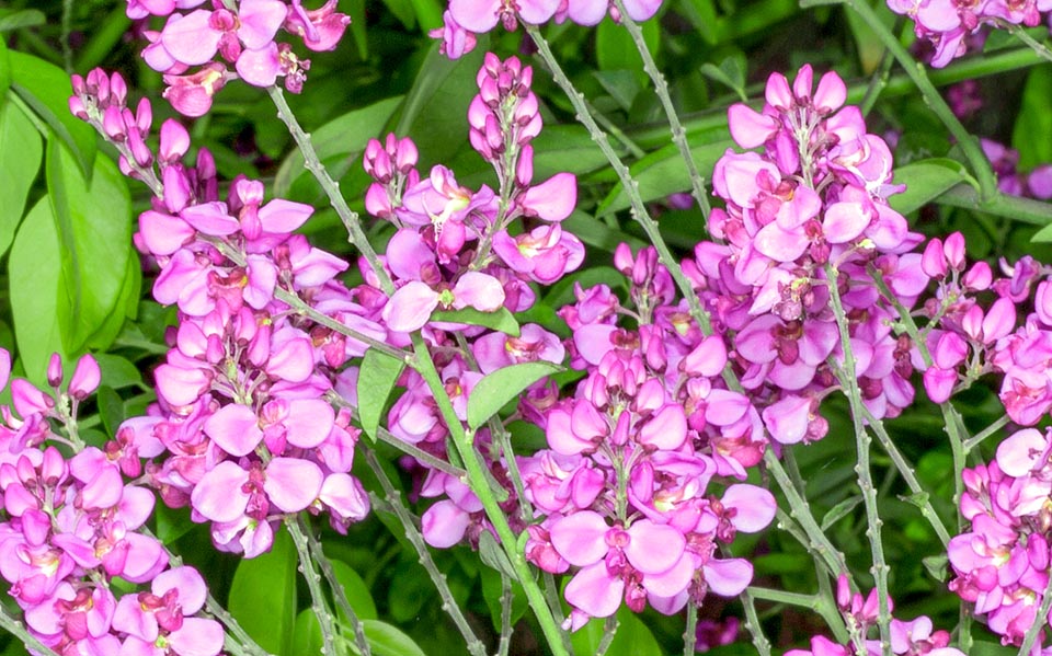 Securidaca diversifolia, Polygalaceae