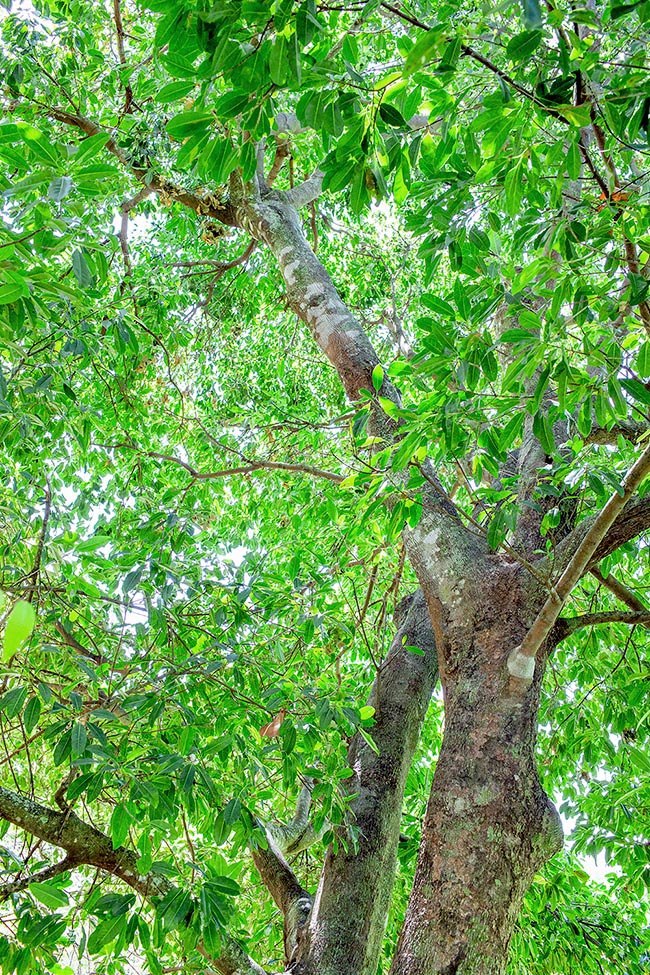 Sideroxylon foetidissimum, Sapotaceae, Barbados mastic, cayman brac, false mastic, mast wood, mastic, mastic bully, mastic jungle plum, wild olive