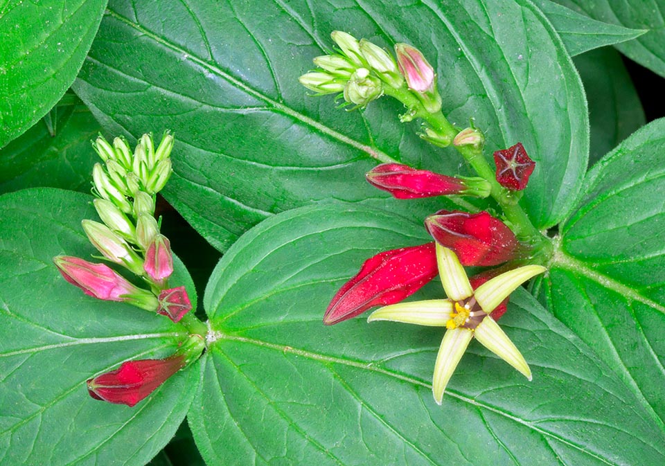 Spigelia marilandica, Loganiaceae