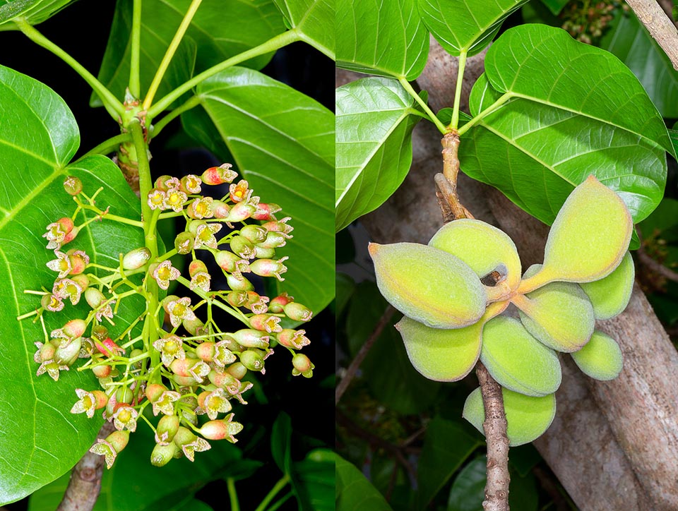 Sterculia ceramica, Malvaceae