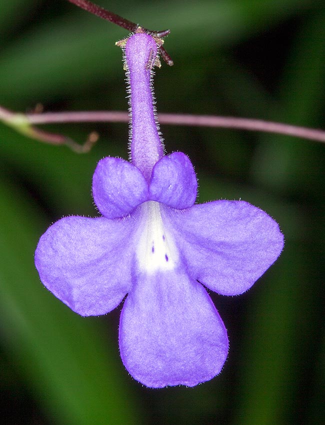 Streptocarpus saxorum, GesneriaceaeCape primrose, false African violet