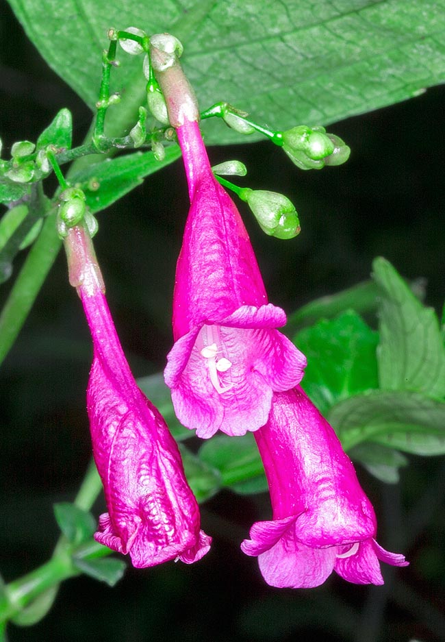 Strobilanthes cusia, Acanthaceae, Assam indigo, Chinese rain bell, room