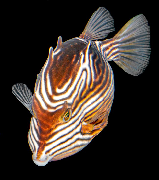 Aracana aurita, Aracanidae, Shaw's cowfish, Striped cowfish