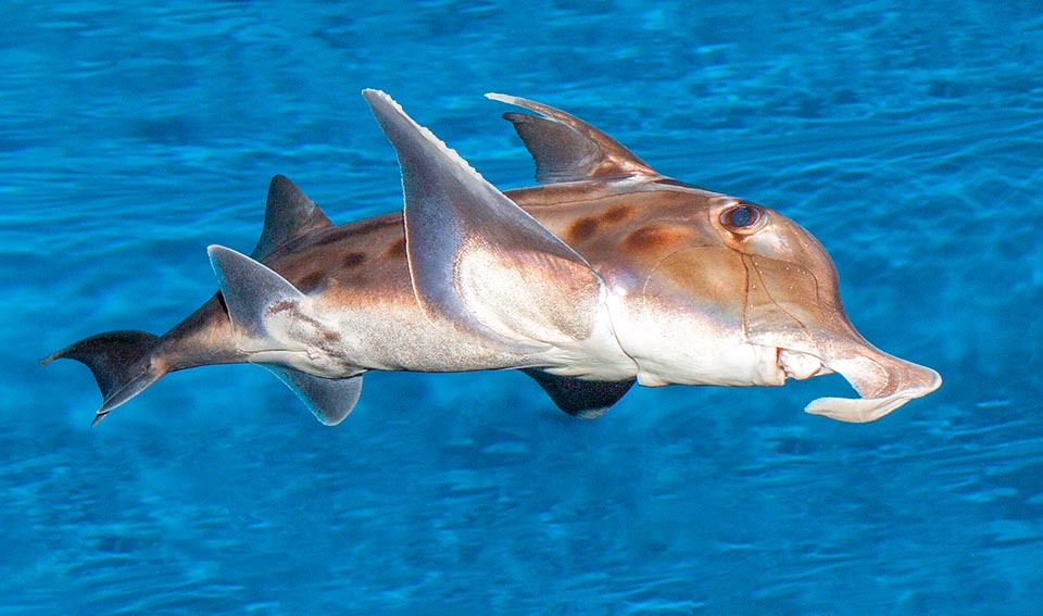 Sexual dimorphism is variously emphasized. Usually Chondrichthyes males are smaller than the females. In some the difference between the two sexes is very marked like in chimaeras. Here Callorhinchus milii, called Elephant fish in Australia, that has on the head a toothed appendage to find food and for holding the female while mating.