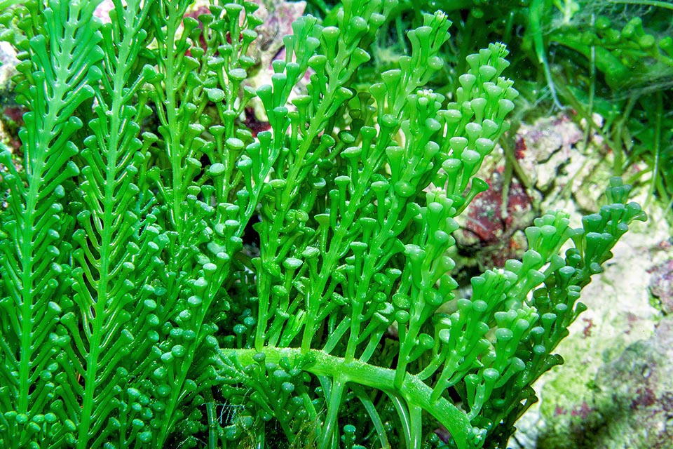 Caulerpa racemosa, Caulerpaceae, Sea Grapes