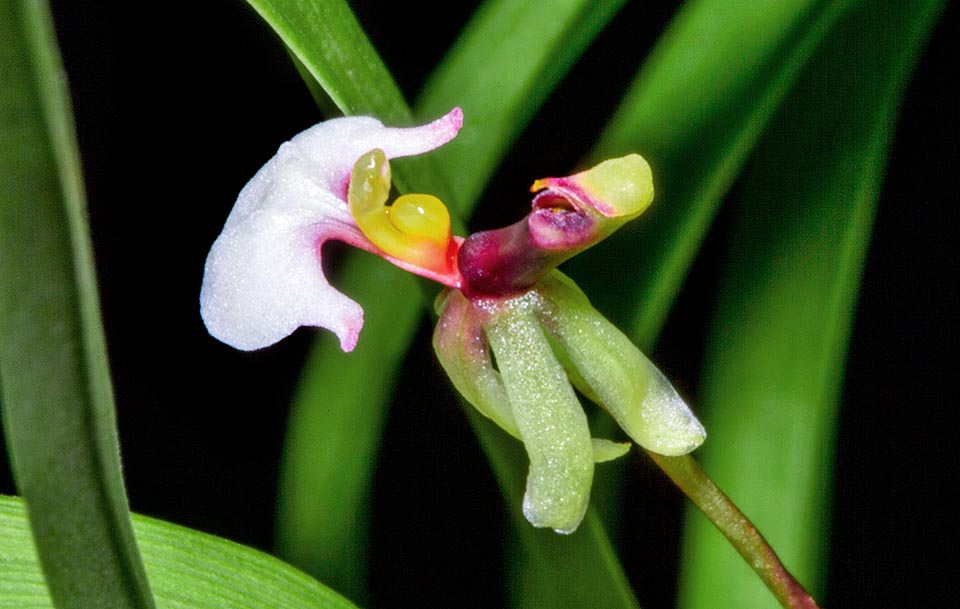 Gomesa radicans, Orchidaceae 