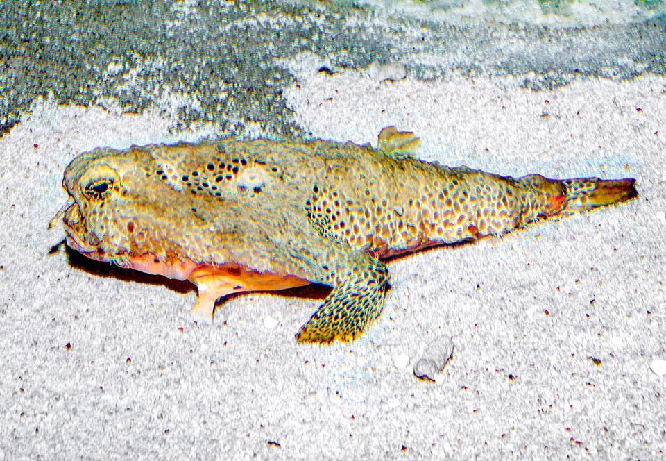 Ogcocephalus radiatus, Ogcocephalidae, Lophiiformes, Polka-dot batfish