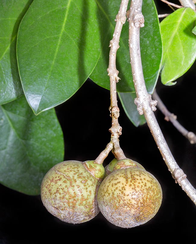 Schlegelia parasitica, Schlegeliaceae