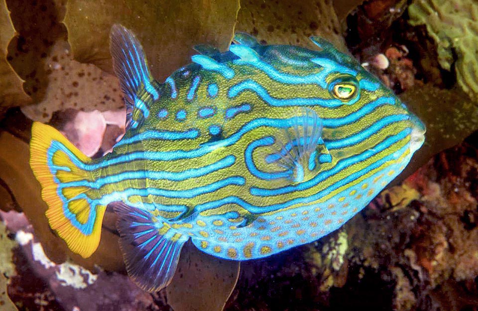 Aracana aurita, Aracanidae, Shaw's cowfish, Striped cowfish