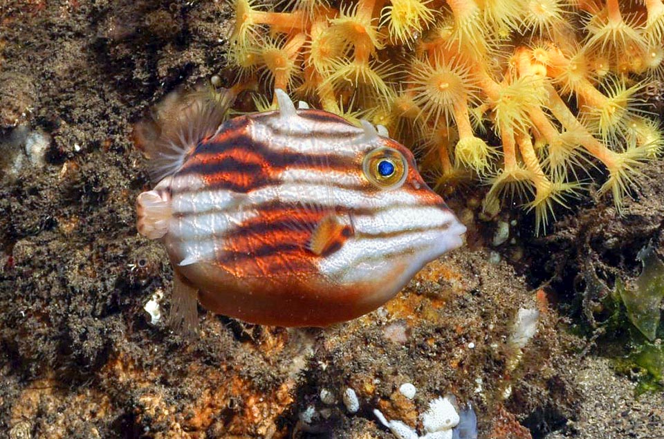 Aracana aurita, Aracanidae, Shaw's cowfish, Striped cowfish